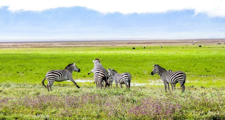 4 días - safari por el Parque Nacional de Ruaha - Wonders of Creation Tours and Safaris 2