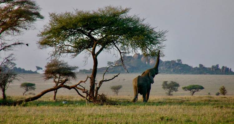 4 días - safari por el Parque Nacional de Ruaha - Wonders of Creation Tours and Safaris 3