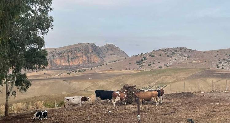 A Taste of Sicily - Palermo to Syracusa - Explore! 3