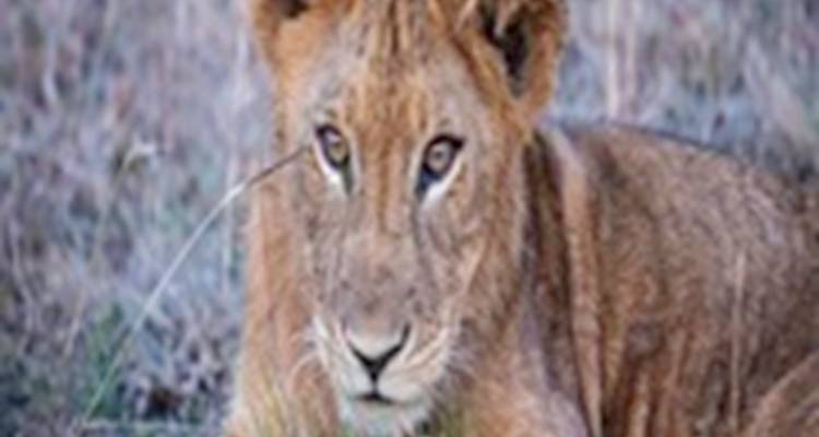 Blurry close-up of a lion cub in the grass.