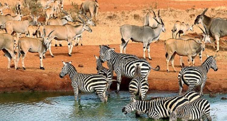 Zebra's en antilopen bij een drinkplaats.