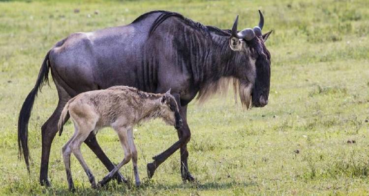Gnu mit Kalb läuft auf Grasland.