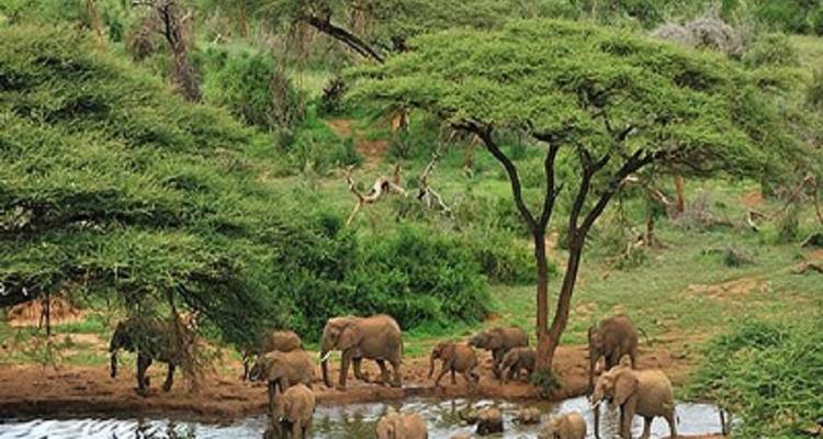 Elefantenherde an einem Wasserloch.