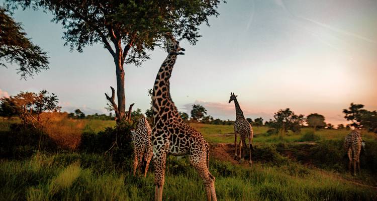 Safari en grupo de 6 días por Tarangire, Serengeti y el cráter del Ngorongoro **mejor operador turístico de África y Tanzania 2023/2024 WTA* - en inglés - Zara Tours (Zara Tanzania Adventures) 5