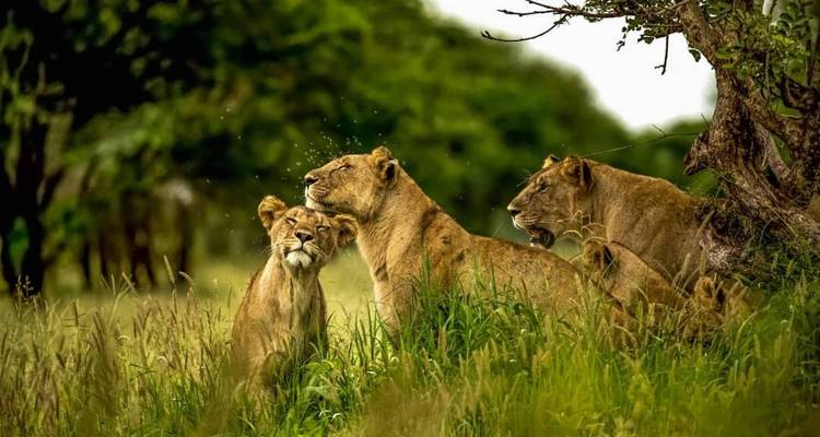 Safari en grupo de 6 días por Tarangire, Serengeti y el cráter del Ngorongoro **mejor operador turístico de África y Tanzania 2023/2024 WTA* - en inglés - Zara Tours (Zara Tanzania Adventures) 6