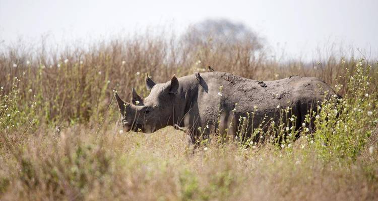 Safari en grupo de 6 días por Tarangire, Serengeti y el cráter del Ngorongoro **mejor operador turístico de África y Tanzania 2023/2024 WTA* - en inglés - Zara Tours (Zara Tanzania Adventures) 8