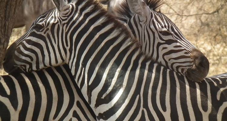 Safari en grupo de 6 días por Tarangire, Serengeti y el cráter del Ngorongoro **mejor operador turístico de África y Tanzania 2023/2024 WTA* - en inglés - Zara Tours (Zara Tanzania Adventures) 10