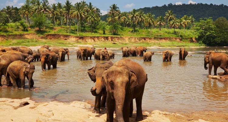 Experimenta Sri Lanka - Tiddly Travel 2