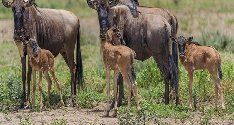 Experience the Serengeti Migration Safari with Our 3-Day Game Package  with Pocket-Friendly Price - Africa Natural Tours 4