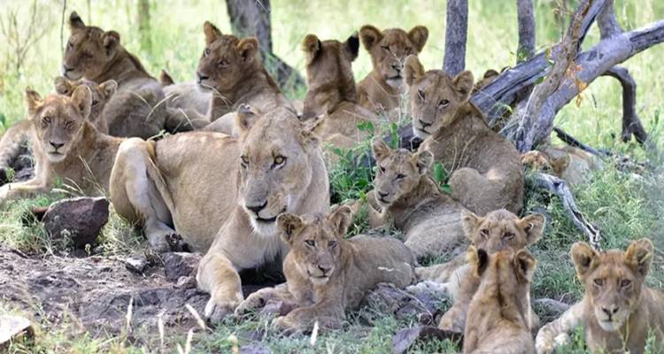 Groupe de lions allongés à l'ombre des arbres.