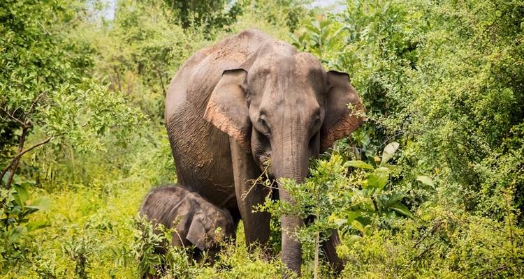 Ein Elefant mit einem Kalb in einem üppig grünen Wald.