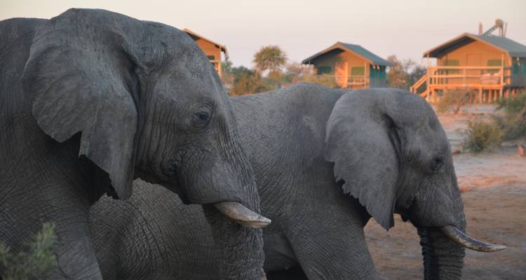 16 DAY - BOTSWANA OVERLAND TOUR / ACCOMMODATED - Drifters Adventure Tours 4