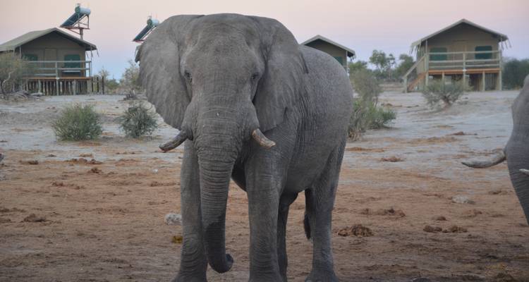 16 DAY - BOTSWANA OVERLAND TOUR / ACCOMMODATED - Drifters Adventure Tours 6