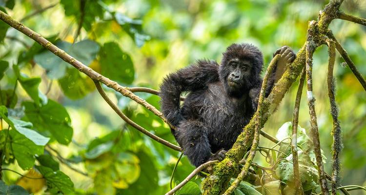 Safari épico de 08 días por Uganda - GoExplore Safaris 3