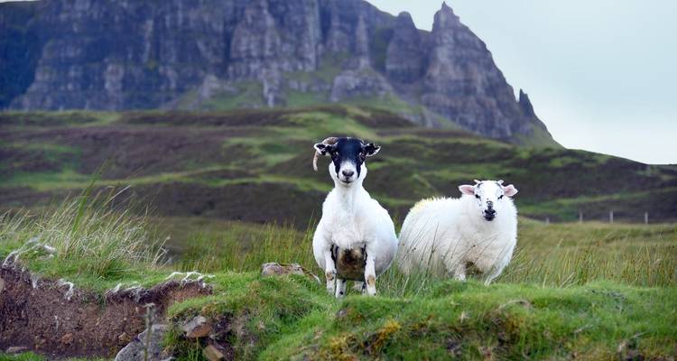 Scenic Scotia - Royal Irish Tours 2