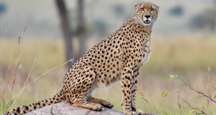 The Great Kenya and Tanzania Explorer (Private 13 Days and 6 Game Reserves) - Professional Safari Africa 2