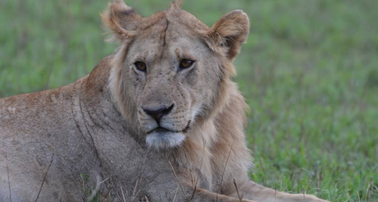 The Great Kenya and Tanzania Explorer (Private 13 Days and 6 Game Reserves) - Professional Safari Africa 4