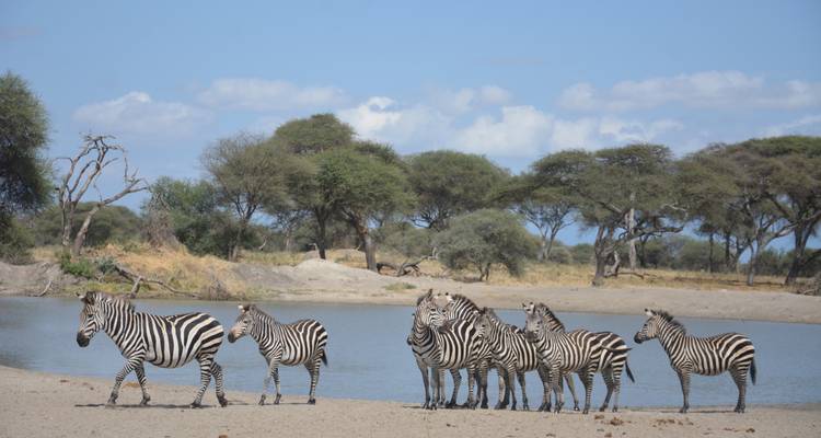 The Great Kenya and Tanzania Explorer (Private 13 Days and 6 Game Reserves) - Professional Safari Africa 7