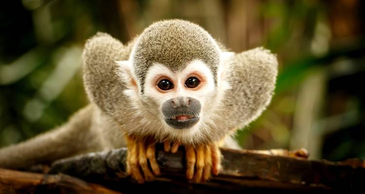 Jewels of Ecuador: Galapagos and Amazon - Wonderful Holidays UK 2