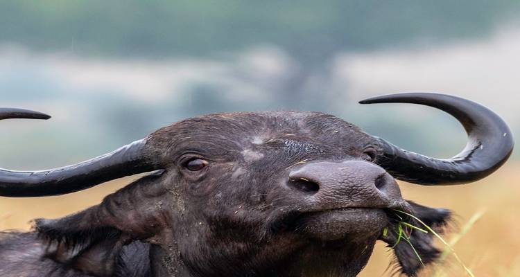 Safari de 6 días por la migración del sur del Serengeti: Temporada de partos Ndutu en diciembre, enero, febrero y marzo con un precio razonable. - Africa Natural Tours 2