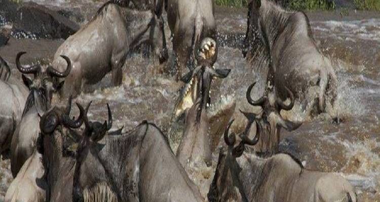 Gnus überqueren einen Fluss.