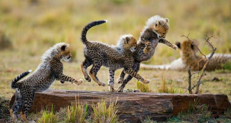 7 jours de safari en Tanzanie - Wonders of Creation Tours and Safaris 1