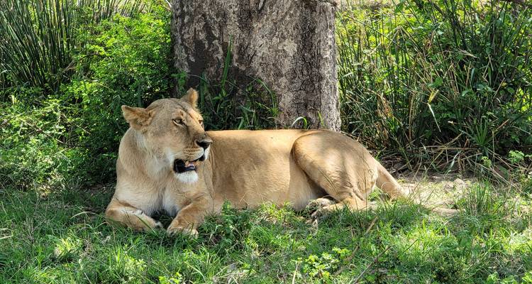 Safari Esplendor de África - Holiday Destination Safaris 4