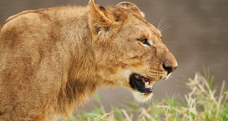 7 Days - Big Cats Best  African Leading National park adventure Tour - Wonders of Creation Tours and Safaris 1
