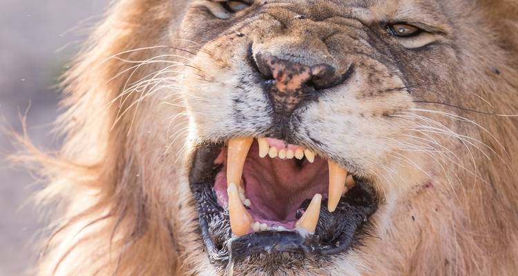 7 Days - Big Cats Best  African Leading National park adventure Tour - Wonders of Creation Tours and Safaris 2