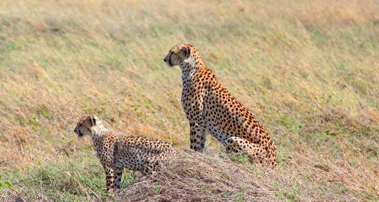 7 Days - Big Cats Best  African Leading National park adventure Tour - Wonders of Creation Tours and Safaris 4
