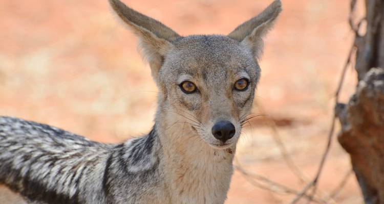 7 Days - Big Cats Best  African Leading National park adventure Tour - Wonders of Creation Tours and Safaris 6