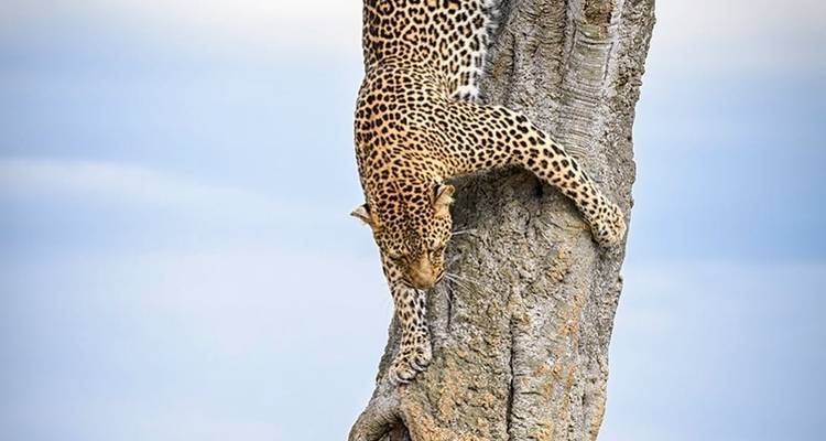 7 Days - Big Cats Best  African Leading National park adventure Tour - Wonders of Creation Tours and Safaris 10