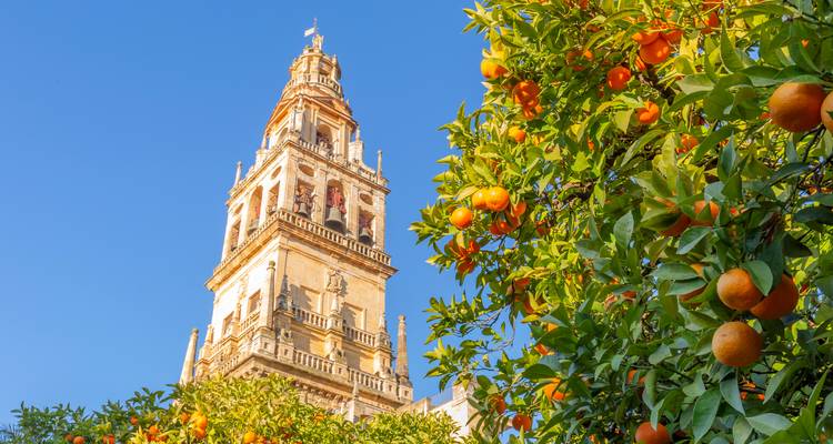 La Giralda se alza detrás de un naranjo cargado de fruta en el centro histórico de Sevilla.