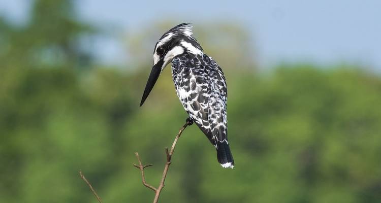 7 jours - Safari animalier dans les meilleurs parcs nationaux de Tanzanie - Wonders of Creation Tours and Safaris 8
