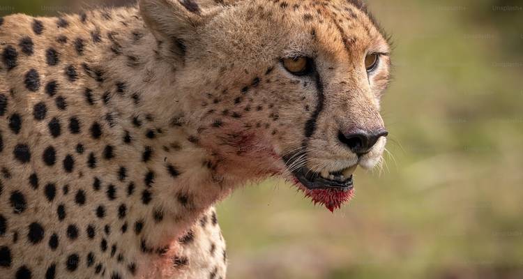 7 jours - Safari animalier dans les meilleurs parcs nationaux de Tanzanie - Wonders of Creation Tours and Safaris 9