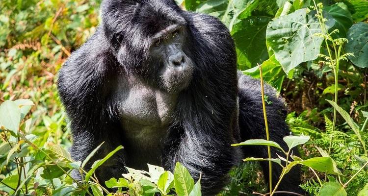 6 Days Uganda Game Viewing & Gorilla Tracking - Classic Journeys Africa Ltd 1