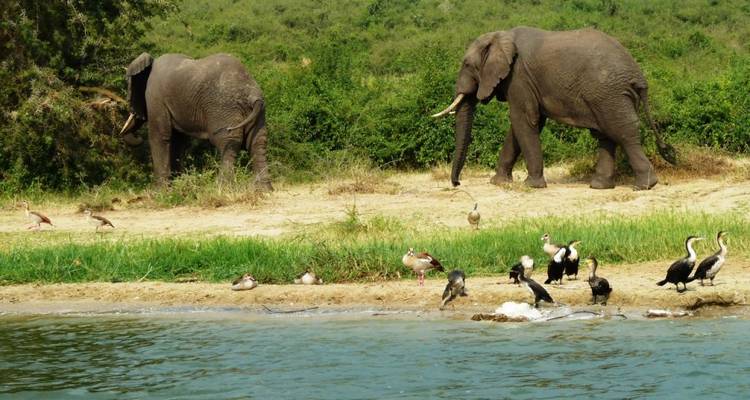 6 Days Uganda Game Viewing & Gorilla Tracking - Classic Journeys Africa Ltd 3