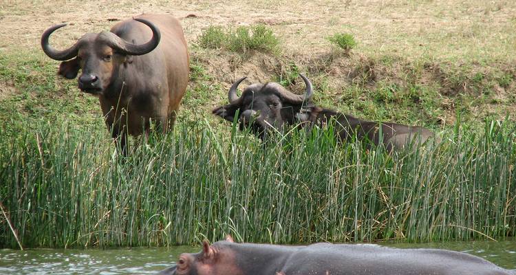 6 Days Uganda Game Viewing & Gorilla Tracking - Classic Journeys Africa Ltd 4