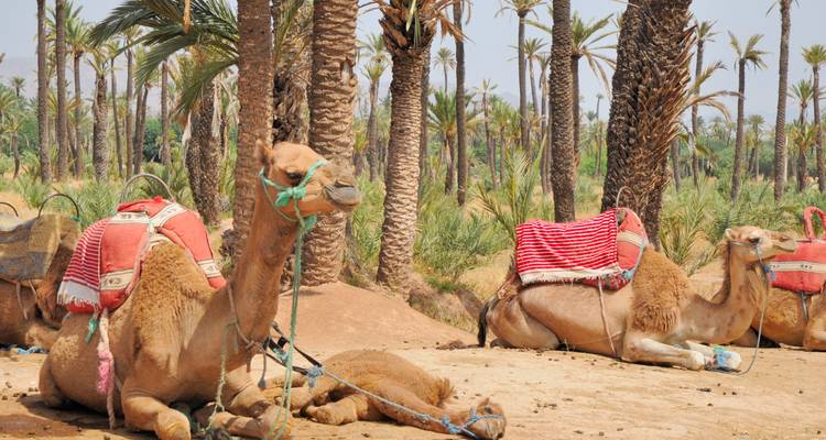 Kamele ruhen in einer Palmenoase in Marrakesch.