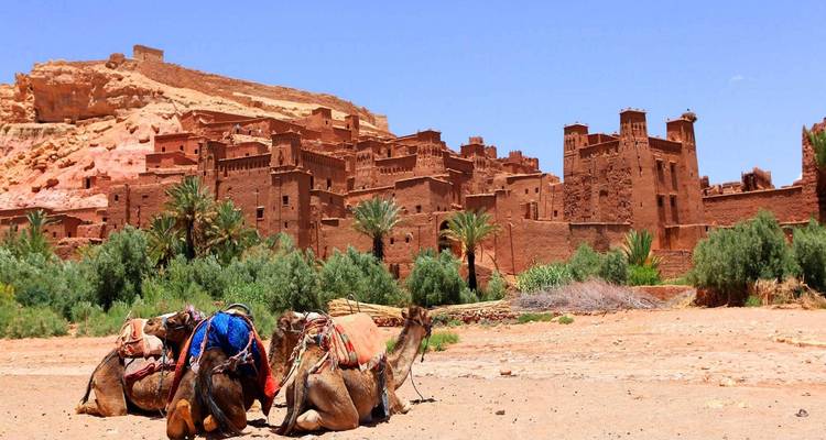 Historische Backsteingebäude mit Kamelen, die davor ruhen.