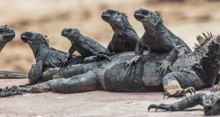 Groupe d'iguanes marins se prélassant sur des roches volcaniques aux îles Galápagos.