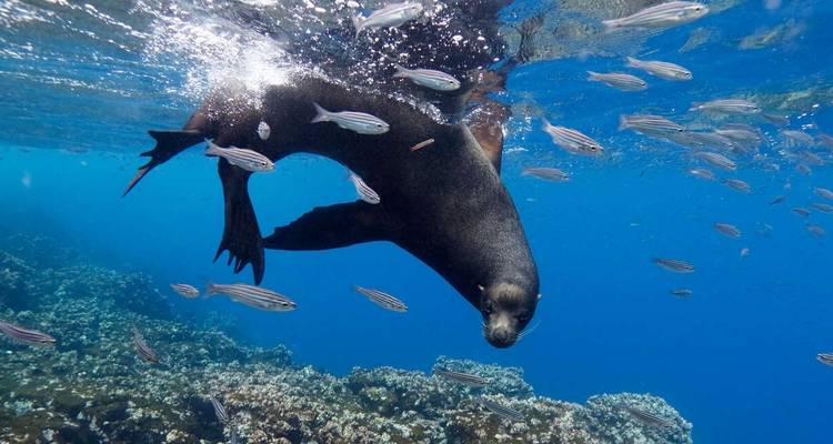 Galápagos - islas central y occidental a bordo del Solaris - Explore! 8