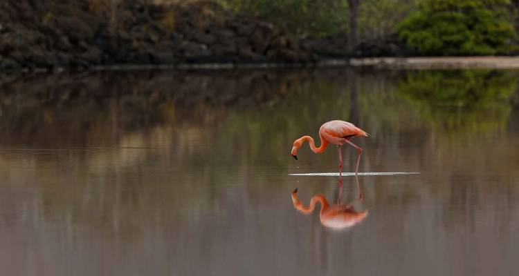 Galapagos - Central, South & East Islands aboard the Archipel I - Explore! 5