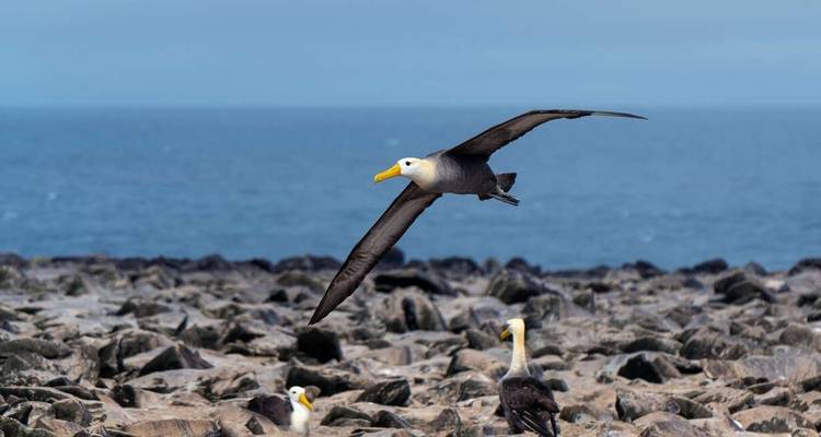 Galapagos - Central, South & East Islands aboard the Archipel I - Explore! 2