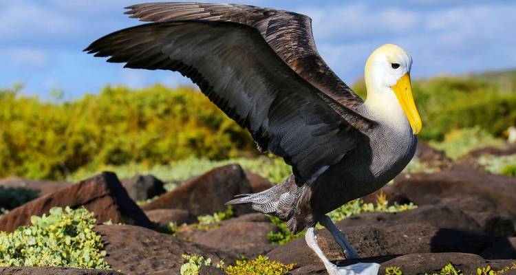 Galapagos - Central, South & East Islands aboard the Archipel I - Explore! 4