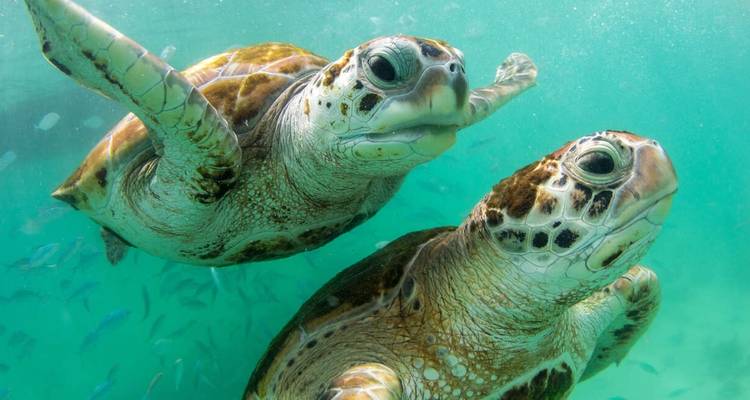 Galapagos - Central, South & East Islands aboard the Archipel I - Explore! 7