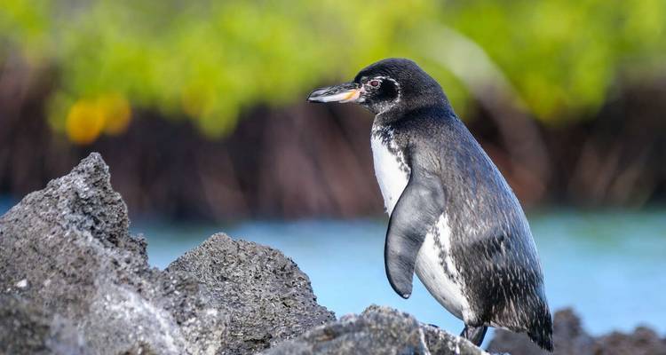 Galapagos - Central & West Islands aboard the Treasure - Explore! 5
