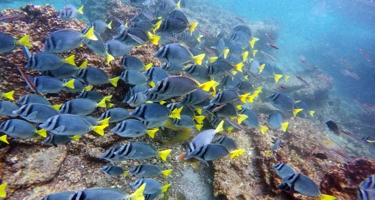 Galapagos - Central & West Islands aboard the Treasure - Explore! 1