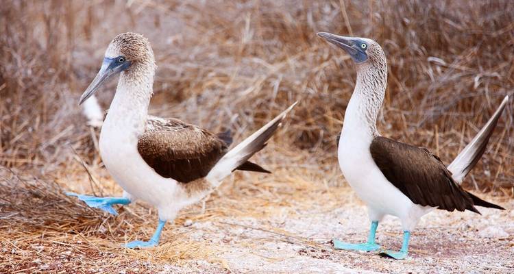 Galapagos - Central & West Islands aboard the Treasure - Explore! 3