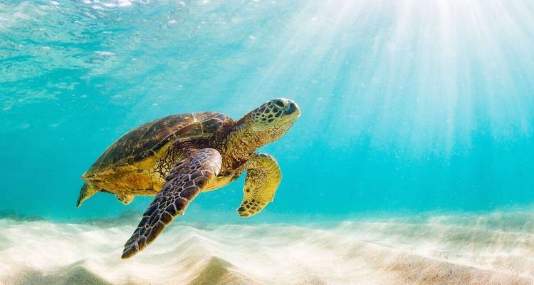 Galapagos - Central & West Islands aboard the Treasure - Explore! 6